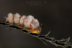 Dotidae..
Doto fragilis (Dotidae)
Anilao, Philippines. ... by Irwin Ang 